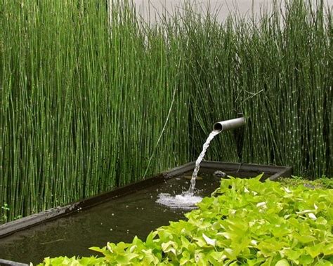 It killed the growth but not the roots. Garden landscaping ideas - how to grow horsetail reed ...