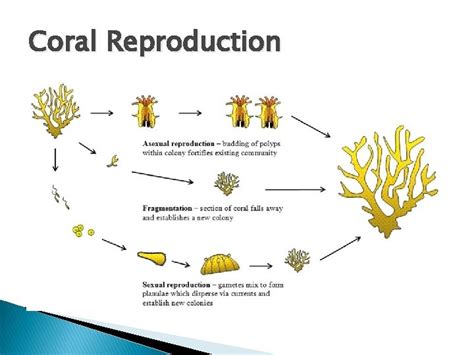 Coral Reefs Ms Springstroh Source Of Information