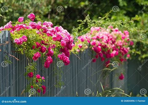 Pink Roses On The Fence Stock Photo Image Of Beautiful 26804496