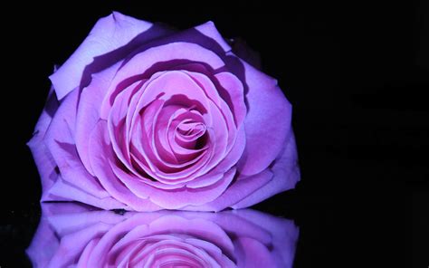 Check spelling or type a new query. Quotes Black And Purple Roses. QuotesGram