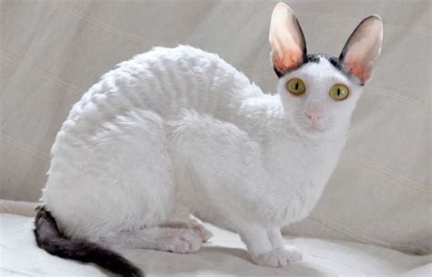20 Fun Facts You Didnt Know About The Cornish Rex Dreams Cat Sphynx