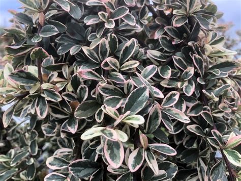 Cotoneaster x watereri half standard 12 litre pot. Cotoneaster x suecicus 'Juliette' (1/4 Standard) - Shrubs ...