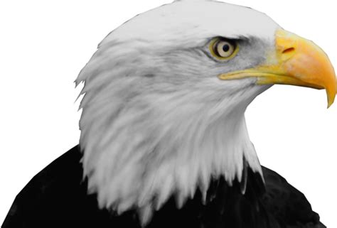 Bald Eagle Image Dmanisi Art Eagle Png Download 798729 Free
