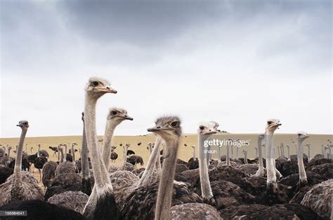 Ostriches High Res Stock Photo Getty Images
