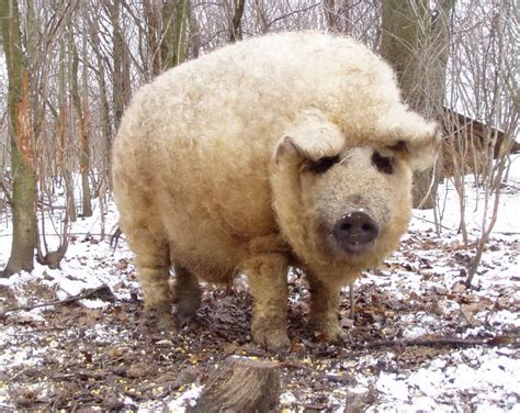 Meet Furry Pigs That Look Like Sheep And Act Like Dogs Bored Panda