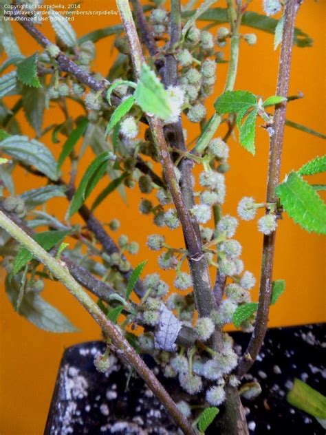 Suhosine mulberry is caulifloric, meaning that it can produce fruit on thick, woody stems rather than just first or second year growth. PlantFiles Pictures: Water Hemp, Suhosine, Janatsi-itsigo ...