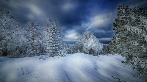 Cloudy Winter Forest