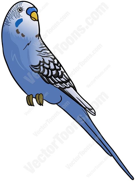 Budgie Clipart At Getdrawings Free Download