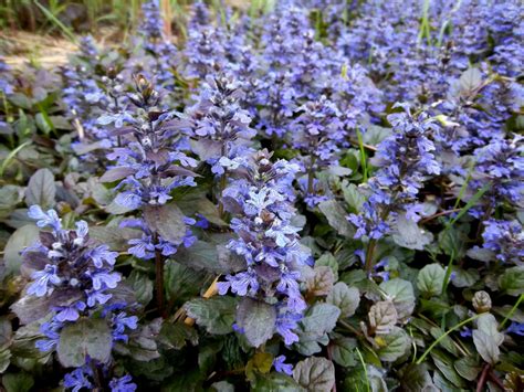 Transplanting Ajuga For Ground Cover ~ A Wet Yard