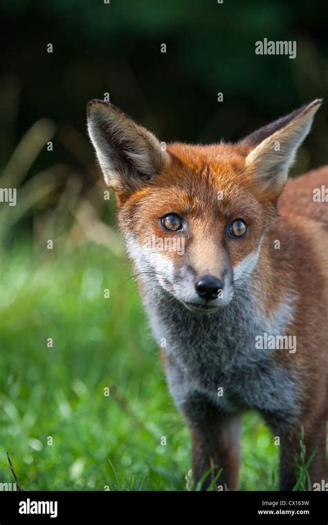 Red Fox Vulpes Carnivora Stock Photo Alamy