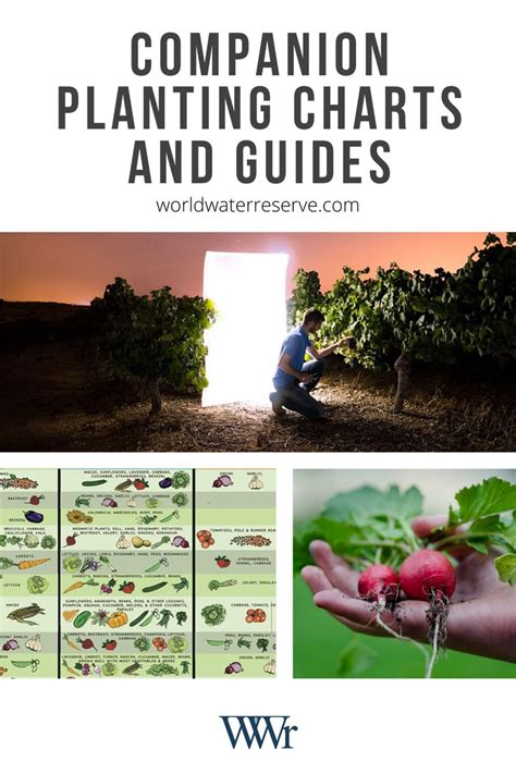 Collection Of Companion Planting Charts Guides And Pdfs