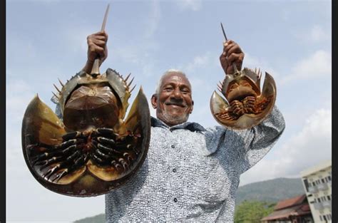 Pertama kali penulis melihat rupa teringin makan belangkas? Uncle Majid: HUKUM MAKAN BELANGKAS? DARAH BELANGKAS ...