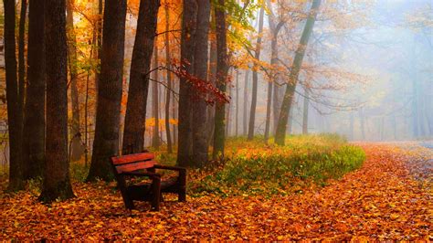 Wallpaper Autumn Leaves Trees Park Grass Road Bench 2560x1600 Hd