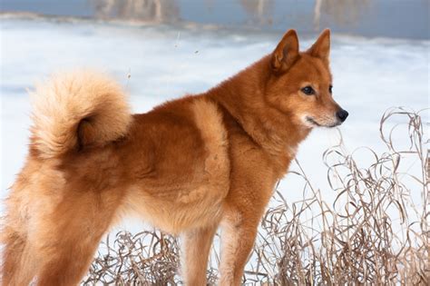 Finnish Spitz Breed Information Characteristics And Heath Problems