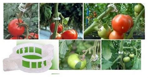 Trellising Clips Tomato Clips At Rs 05piece Plant Clip In Rajkot