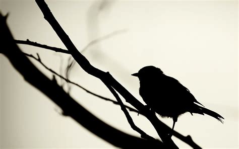 Real Bird Silhouette Clip Art Library