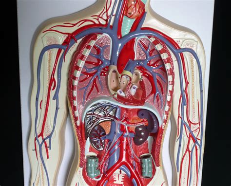 Anatomical Human Circulatory System Model Organs Store Medical Models