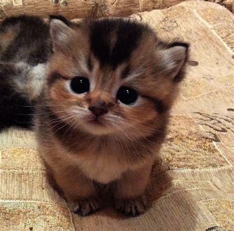 From business to personal use, you're free to use and modify any images as per. cute funny cat pics | Baby cats, Kittens cutest, Cute animals