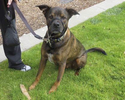 We did not find results for: German Shepherd Pitbull Mix : The Shepherd Pit