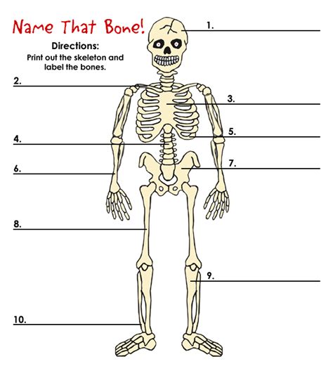 The bones are the framework of the body. Name That Bone! - Connecticut Children's Medical Center