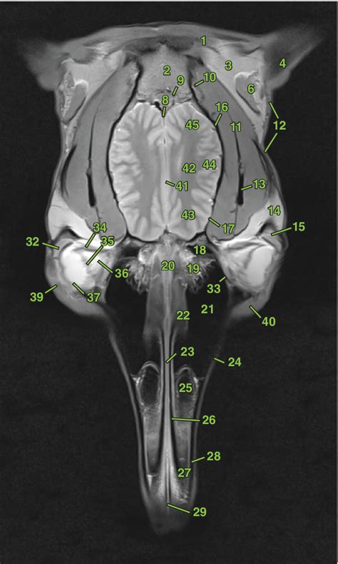 4: Clinical and Surgical Anatomy of the Equine Head: Dorsal Sections