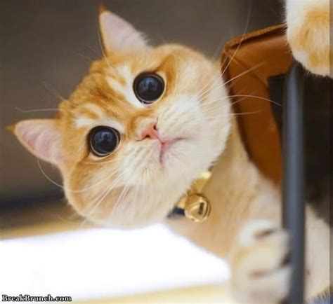 Cute Cat With Huge Eyes 9 Pics Breakbrunch