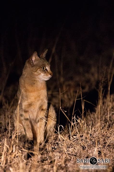 Maybe you would like to learn more about one of these? African Wild Cat | Sabi Sabi Private Game Reserve Blog