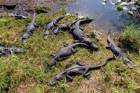 Alligators Florida Robert Belbin Photography