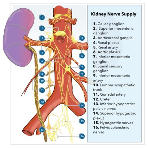 Figure Kidney Nerve Supply Contributed By Katherine Humphries