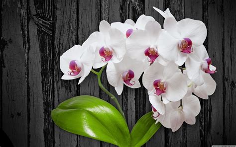 High Resolution Orchid Flower Wallpaper Gambar Bunga