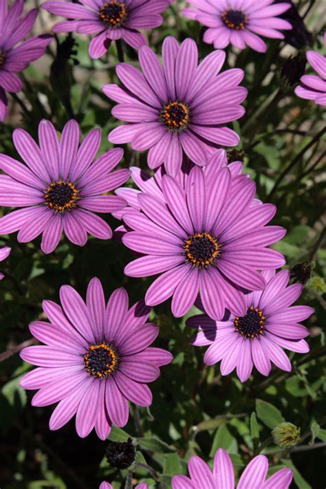 Purple African Daisy Blooms Free Stock Photo Public Domain Pictures