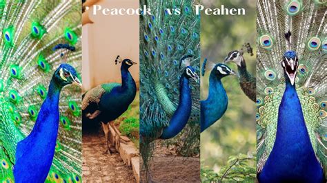 Peacock Vs Peahen A Tale Of Beauty And Behavior The Fascinating World Of Peafowls Youtube