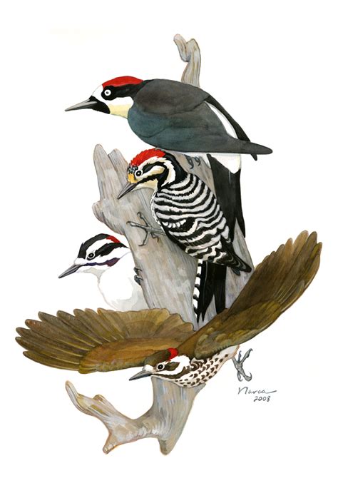 Four Woodpeckers Art And Other Adventures With Narca