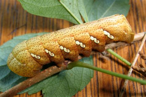 Achemon Sphinx Moth Identification Life Cycle Facts And Pictures