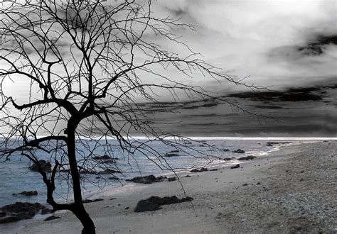 Nature Sad Tree Photograph By Munir Alawi