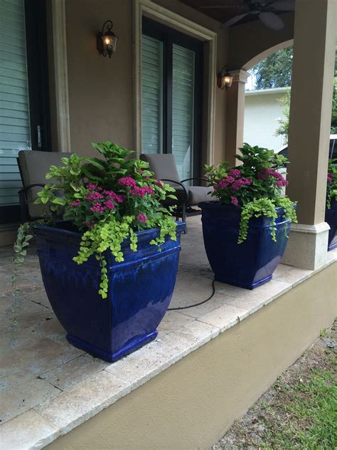 Large Blue Glazed Pots With Pentas Blue Daze Other Plants With