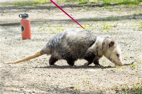 Virginia Opossum Potawatomi Zoo