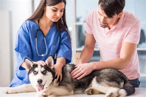 Symptoms of prostate cancer (adenocarcinoma) in dogs. Symptoms of Prostate Cancer in Dogs