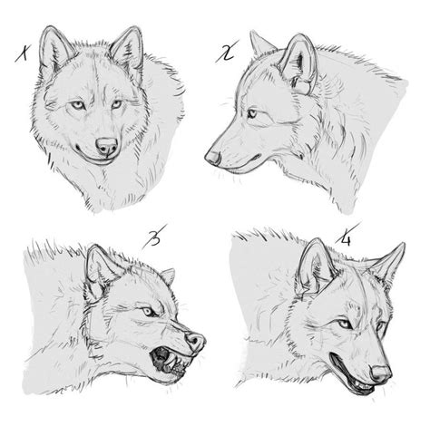 Realistic Wolf Drawing Reference Gwerh