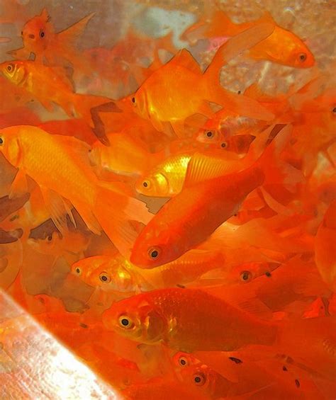 Adobe flash reaches its end of life this month. Living in a fish bowl | Orange aesthetic, Aesthetic colors ...