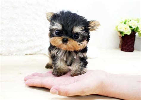 X mas chihuahua and yorkie puppies for adoption. yorkie puppies beautiful available FOR SALE ADOPTION from ...