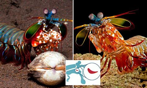 Secret Of The Mantis Shrimps Famous Punch Revealed Daily Mail Online