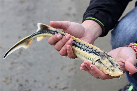 This sturgeon season had been challenging to say the least. Endangered sturgeon stages a comeback in Danube River ...