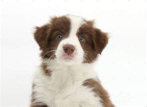 By recognizing border collie health avoid joint dysplasia by looking for puppies from breeders who certify their dogs are free of disease by orthopedic foundation of america certification. Basic Information on Brown Border Collie Puppies - Border ...