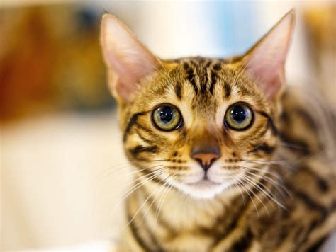 【キャットケアスぺシャリスト執筆】こんなにも大好きでごめんね!「猫に申し訳ないと思った瞬間」5選｜記事｜わんにゃ ...