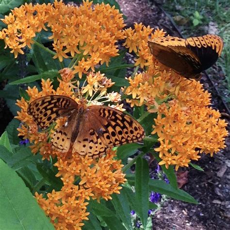 Growing A Butterfly Garden Flower Magazine
