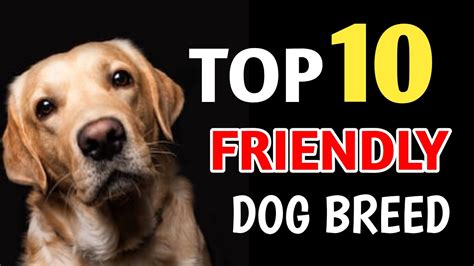 10 Friendly Dog Breeds Pleasant Canine Breeds Petsbloglive