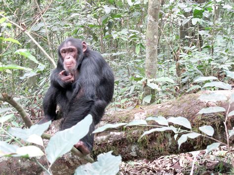 We did not find results for: Chimpanzees eat smart when it comes to mealtime