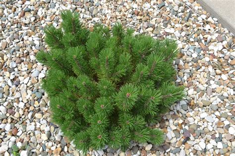 A very useful, slow growing evergreen for rock gardens, mass plantings, and in mixed groupings with broadleaf plants. Dwarf Mugo Pine is a evergreen that grows up 3 feet tall ...
