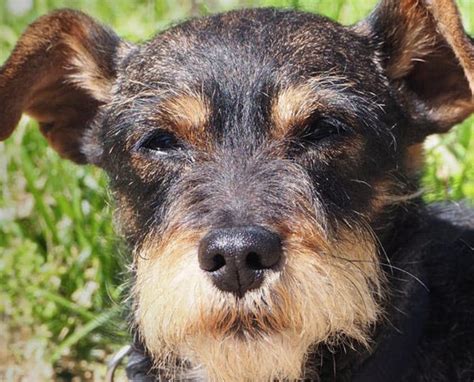 23 Cute Wire Fox Terrier Mixes Thatll Melt Your Heart Petpress